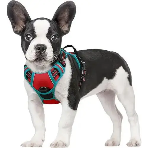 rabbitgoo-Dog Harness No-Pull Pet Harness with 2 Leash Clips